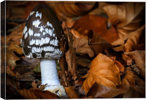 MAGPIE  INKCAP EMERGES AMONGST AUTUMN LEAVES Canvas Print by Tony Sharp LRPS CPAGB
