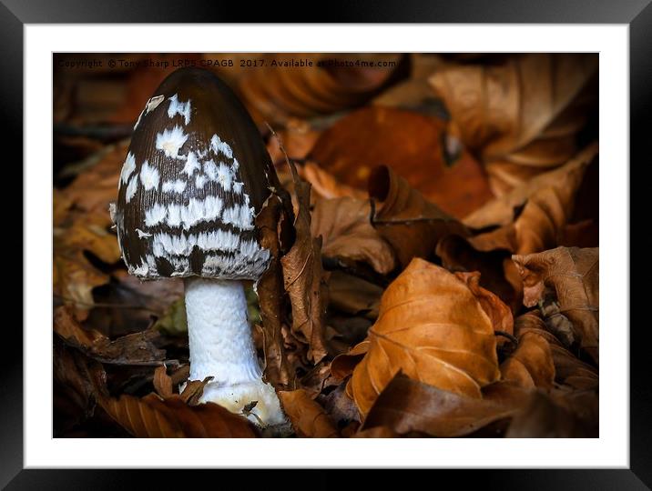 MAGPIE  INKCAP EMERGES AMONGST AUTUMN LEAVES Framed Mounted Print by Tony Sharp LRPS CPAGB