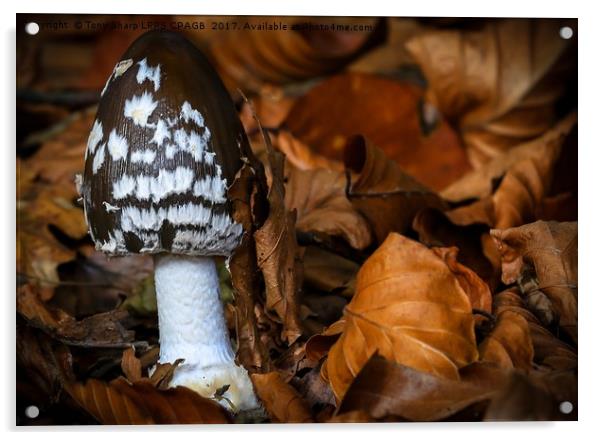 MAGPIE  INKCAP EMERGES AMONGST AUTUMN LEAVES Acrylic by Tony Sharp LRPS CPAGB