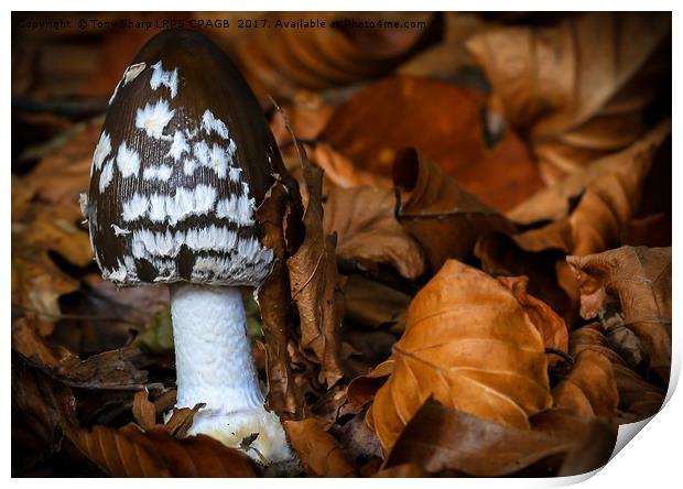 MAGPIE  INKCAP EMERGES AMONGST AUTUMN LEAVES Print by Tony Sharp LRPS CPAGB