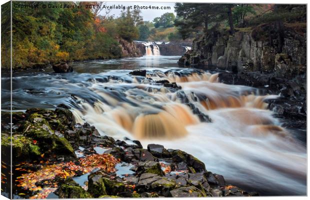 Autumn Colours, River Tees, Low Force, Teesdale Canvas Print by David Forster