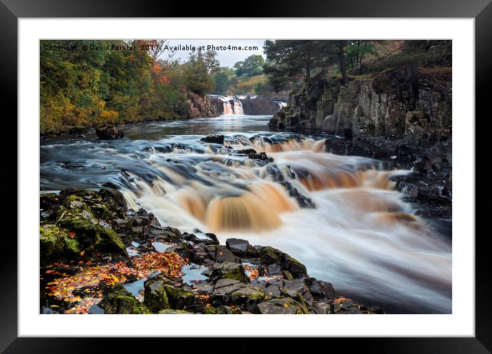 Autumn Colours, River Tees, Low Force, Teesdale Framed Mounted Print by David Forster