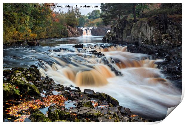 Autumn Colours, River Tees, Low Force, Teesdale Print by David Forster