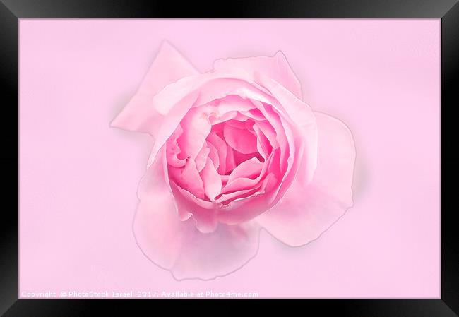 Digitally manipulated Pink English rose  Framed Print by PhotoStock Israel