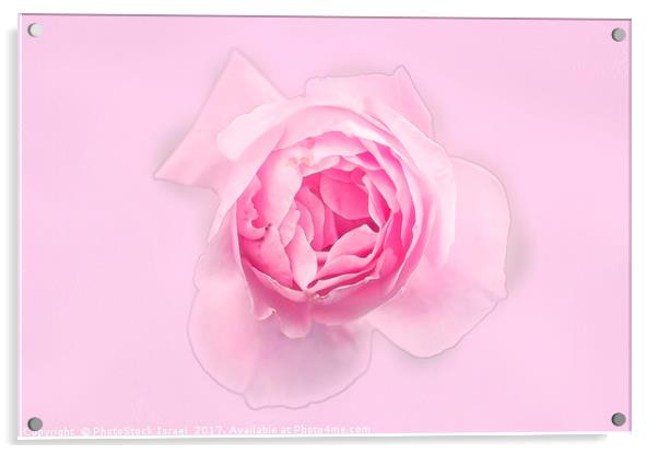 Digitally manipulated Pink English rose  Acrylic by PhotoStock Israel