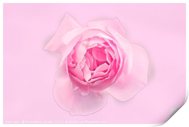 Digitally manipulated Pink English rose  Print by PhotoStock Israel
