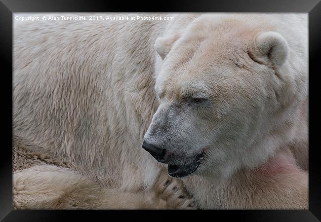 Majestic Polar Bear Framed Print by Alan Tunnicliffe