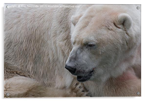 Majestic Polar Bear Acrylic by Alan Tunnicliffe
