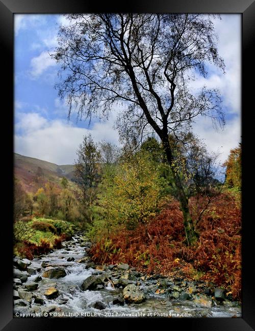 "Tree at Mountain Stream" Framed Print by ROS RIDLEY