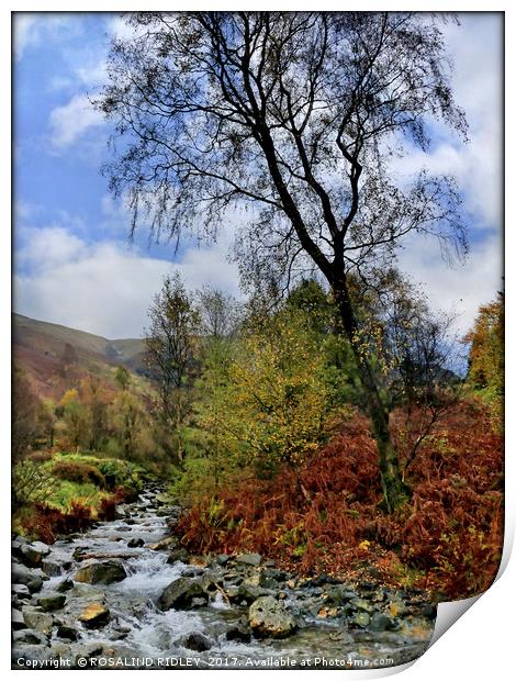 "Tree at Mountain Stream" Print by ROS RIDLEY