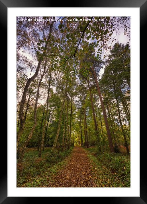 Autumn woodland Framed Mounted Print by Brian Fagan