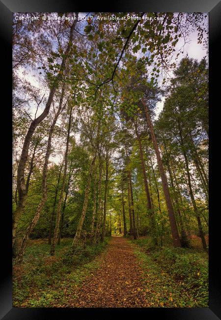 Autumn woodland Framed Print by Brian Fagan