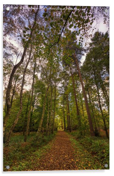 Autumn woodland Acrylic by Brian Fagan