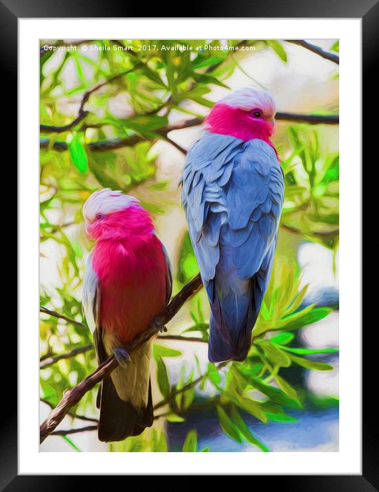 A pair of pink galahs Framed Mounted Print by Sheila Smart