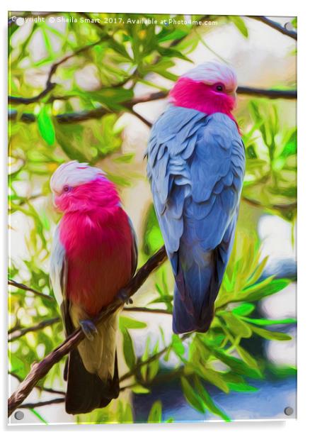 A pair of pink galahs Acrylic by Sheila Smart