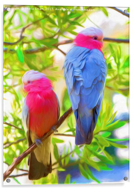 Rose cockatoos Acrylic by Sheila Smart