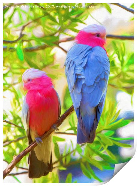 Rose cockatoos Print by Sheila Smart