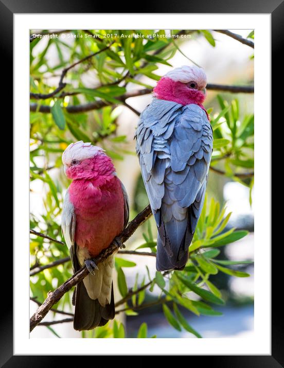 Pair of pink galahs Framed Mounted Print by Sheila Smart