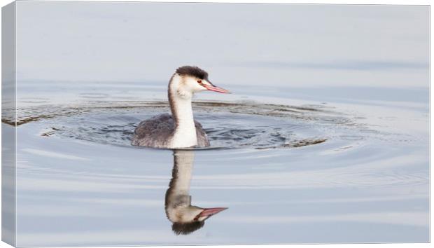 Young great crested grebe in winter plumage  Canvas Print by Jonathan Thirkell