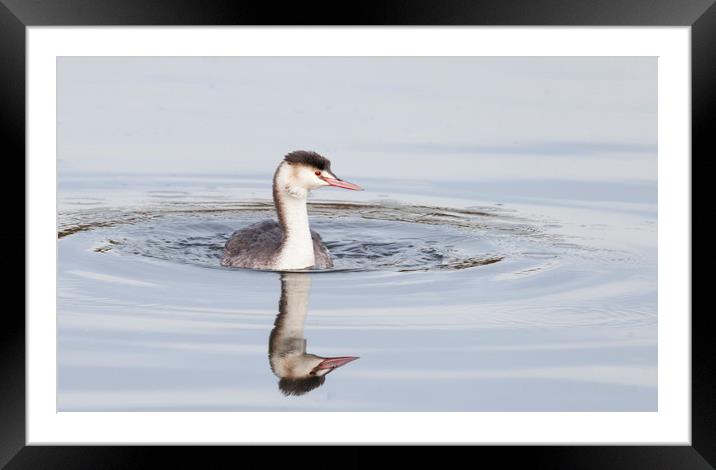 Young great crested grebe in winter plumage  Framed Mounted Print by Jonathan Thirkell