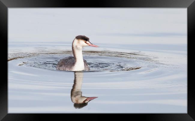 Young great crested grebe in winter plumage  Framed Print by Jonathan Thirkell