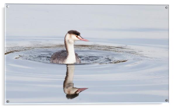 Young great crested grebe in winter plumage  Acrylic by Jonathan Thirkell