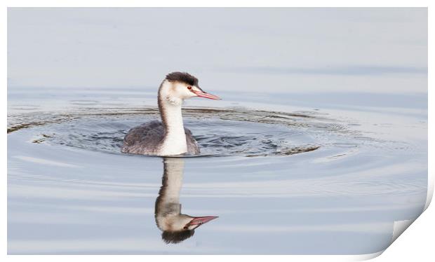 Young great crested grebe in winter plumage  Print by Jonathan Thirkell