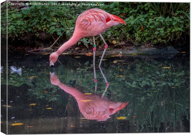 A Symphony of Pink Flamingos Canvas Print by Andy Morton