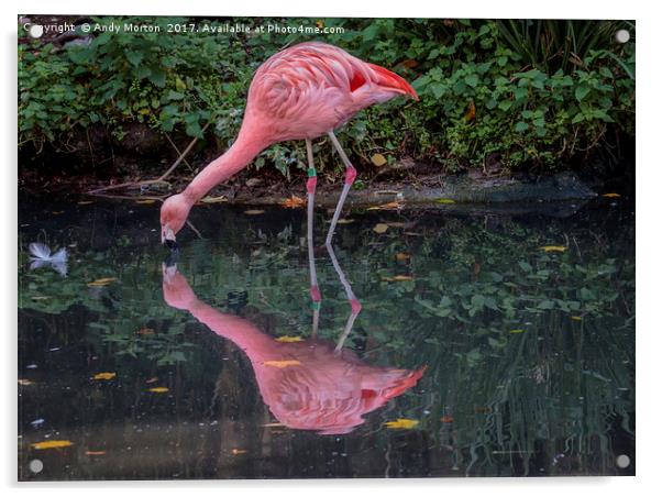 A Symphony of Pink Flamingos Acrylic by Andy Morton