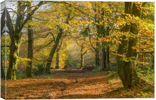 The Wentwood Forest Autumn in Monmouthshire Wales Canvas Print by Nick Jenkins