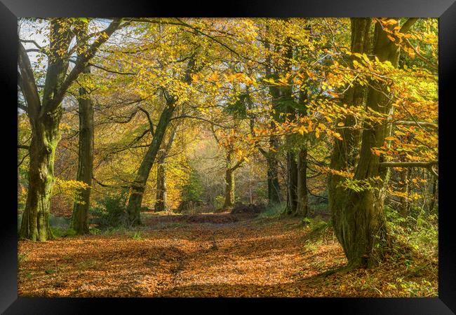 The Wentwood Forest Autumn in Monmouthshire Wales Framed Print by Nick Jenkins