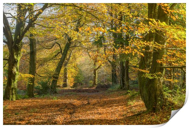 The Wentwood Forest Autumn in Monmouthshire Wales Print by Nick Jenkins