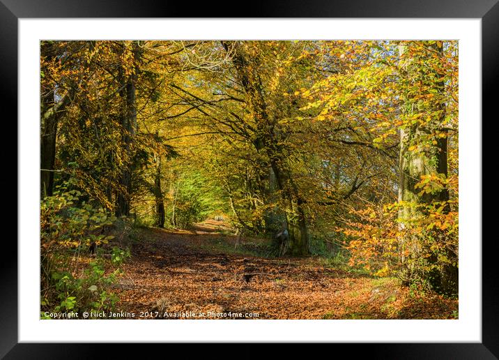 Wentwood Forest on sunny autumn day Monmouthshire Framed Mounted Print by Nick Jenkins