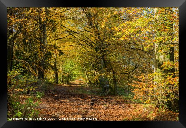 Wentwood Forest on sunny autumn day Monmouthshire Framed Print by Nick Jenkins