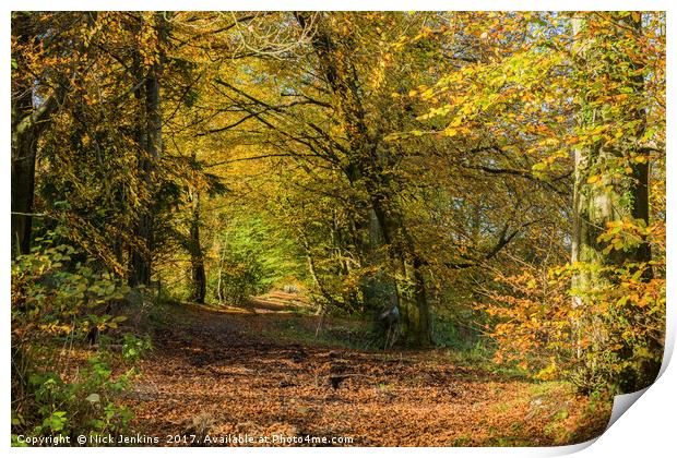 Wentwood Forest on sunny autumn day Monmouthshire Print by Nick Jenkins