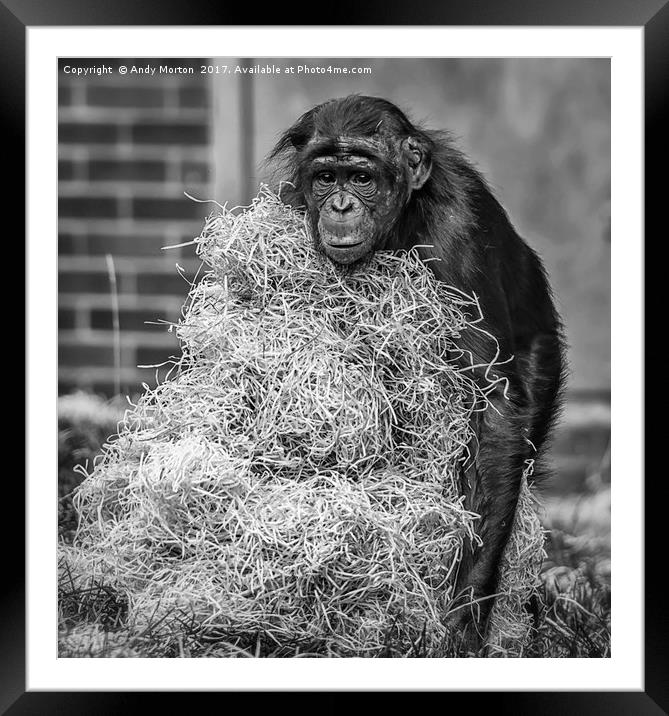 Bonobo Chimpanzee - Pan Framed Mounted Print by Andy Morton