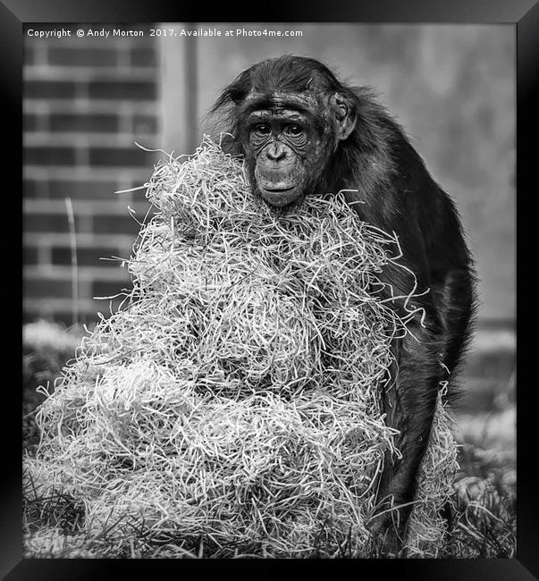 Bonobo Chimpanzee - Pan Framed Print by Andy Morton
