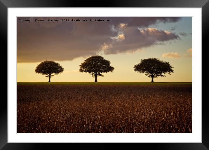 Three Trees At Golden Hour Framed Mounted Print by rawshutterbug 