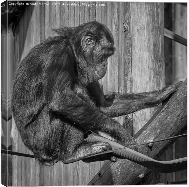 Bonobo Chimpanzee - Pan Canvas Print by Andy Morton