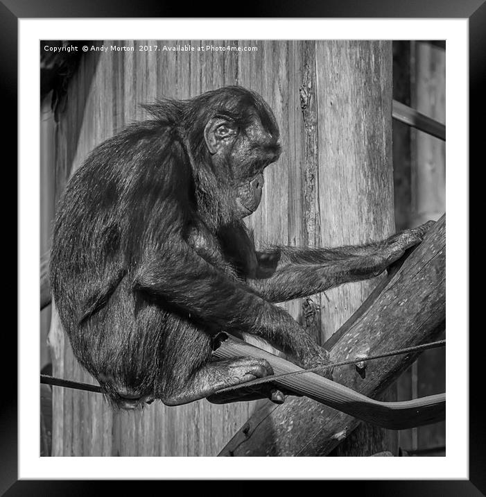 Bonobo Chimpanzee - Pan Framed Mounted Print by Andy Morton