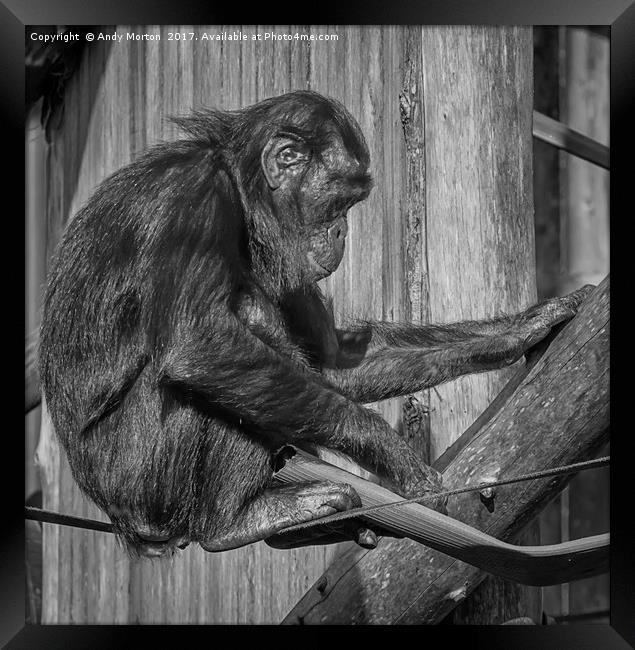 Bonobo Chimpanzee - Pan Framed Print by Andy Morton