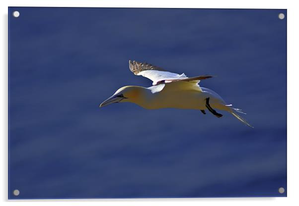 Northern Gannet (Morus bassanus) in flight Acrylic by Gabor Pozsgai