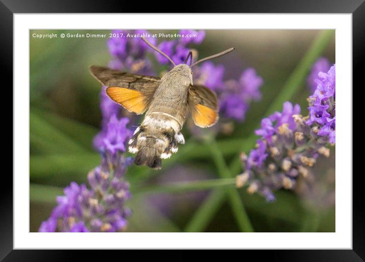 A Hummingbird Moth In France Framed Mounted Print by Gordon Dimmer