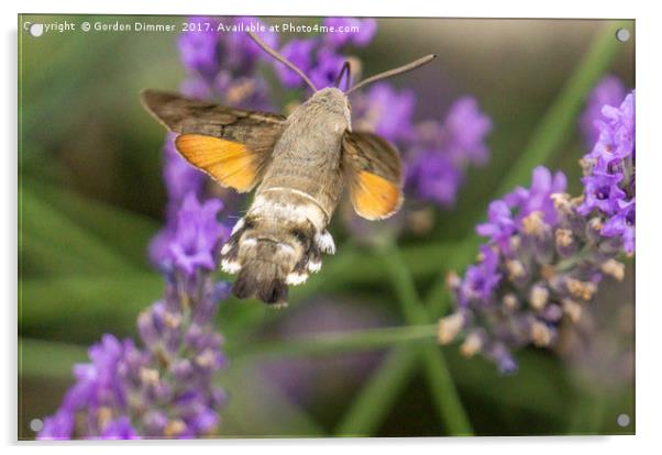 A Hummingbird Moth In France Acrylic by Gordon Dimmer