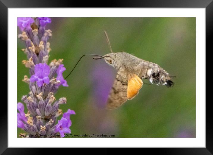 A Hummingbird Moth Feeding from a Flower Framed Mounted Print by Gordon Dimmer