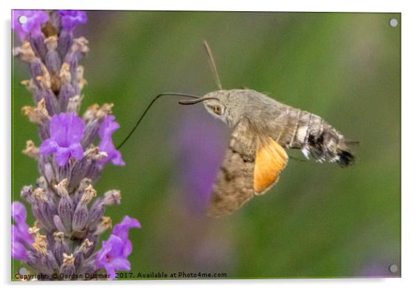 A Hummingbird Moth Feeding from a Flower Acrylic by Gordon Dimmer