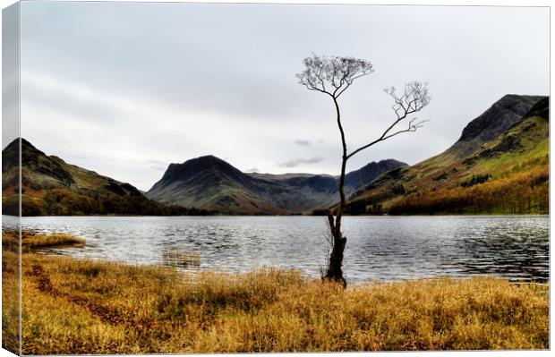 Buttermere Tree Canvas Print by Sarah Couzens