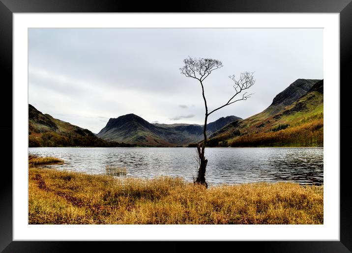 Buttermere Tree Framed Mounted Print by Sarah Couzens