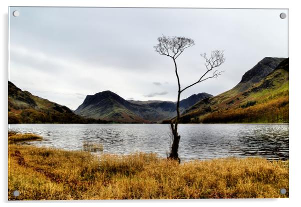 Buttermere Tree Acrylic by Sarah Couzens