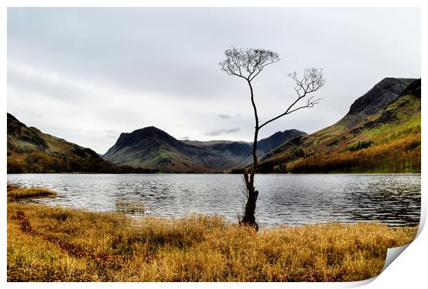 Buttermere Tree Print by Sarah Couzens
